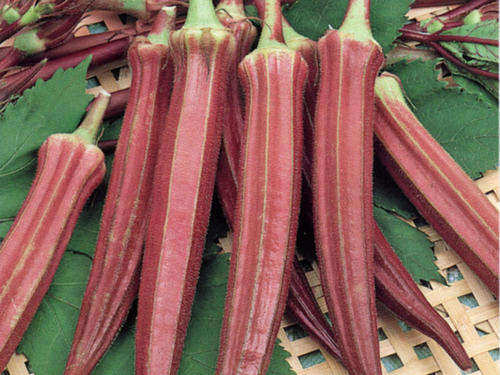 OKRA SEEDS RED BURGUNDY - 20 OKRA SEEDS