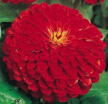 ZINNIA SEEDS RED CHERRY QUEEN - 25 ZINNIA SEEDS