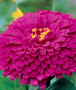 ZINNIA SEEDS PURPLE PRINCE - 25 ZINNIA SEEDS