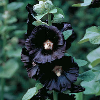 HOLLYHOCK SEEDS BLACK - 10 HOLLYHOCK SEEDS
