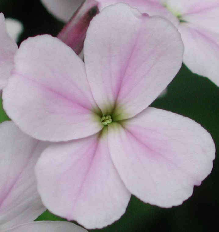 DAMES ROCKET SEEDS VIOLET - 250 DAMES ROCKET SEEDS