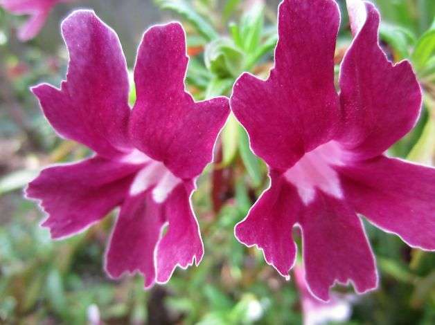 MIMULUS SEEDS PURPLE   - 10 MIMULUS SEEDS
