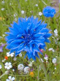CORNFLOWER SEEDS BACHELOR BUTTON BLUE - 50 SEEDS