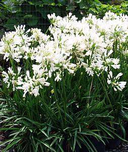 AGAPANTHUS SEEDS DWARF WHITE - 10 AGAPANTHUS SEEDS