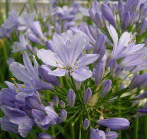 AGAPANTHUS SEEDS DWARF BLUE - 20 AGAPANTHUS SEEDS