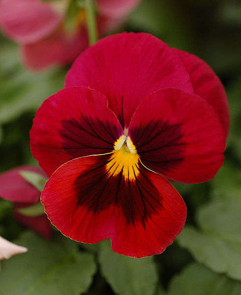 VIOLA SEEDS RED - 20 VIOLA SEEDS