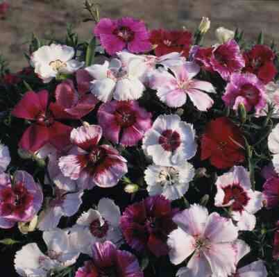 DIANTHUS SEEDS BABY DOLL MIX - 200 DIANTHUS SEEDS
