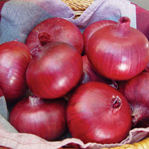 ONION SEEDS RED CHIANTI - 50 ONION SEEDS