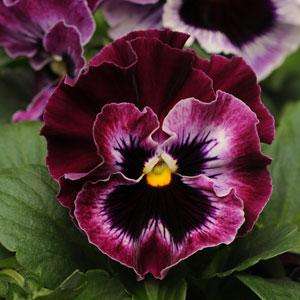 PANSY SEEDS FRIZZLE SIZZLE RASPBERRY - 10 PANSY SEEDS