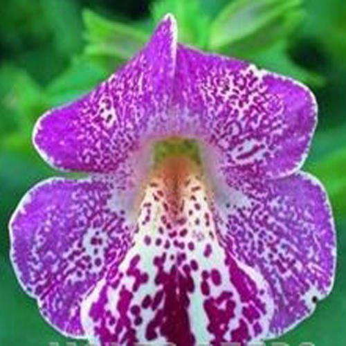 MIMULUS SEEDS MAGIC WHITE FLAME - 10 MIMULUS SEEDS