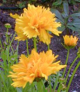 COREOPSIS SEEDS EARLY SUNRISE - 25 COREOPSIS SEEDS
