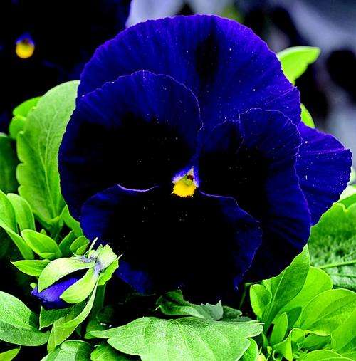 PANSY SEEDS MAMMOTH DEEP BLUE - 10 PANSY SEEDS