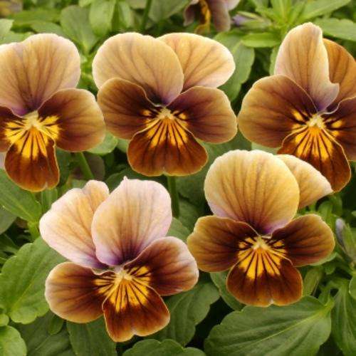 VIOLA SEEDS VELOUR FROSTED CHOCOLATE - 15 VIOLA SEEDS