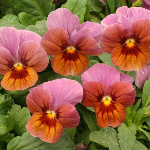 VIOLA SEEDS VELOUR LILAC BRONZE - 15 VIOLA SEEDS