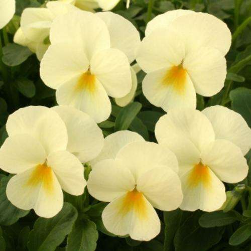 VIOLA SEEDS VELOUR CREAM SPLASH - 15 VIOLA SEEDS