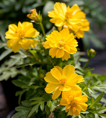 COSMOS SEEDS COSMIC YELLOW - 20 COSMOS SEEDS