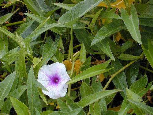 WATER SPINACH SEEDS IPOMOEA AQUATICA - 10 WATER SPINACH SEEDS