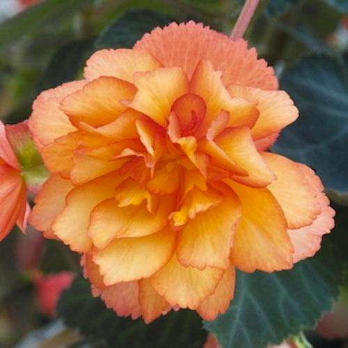 BEGONIA SEEDS ILLUMINATION GOLDEN PICOTEE - 5 BEGONIA SEEDS