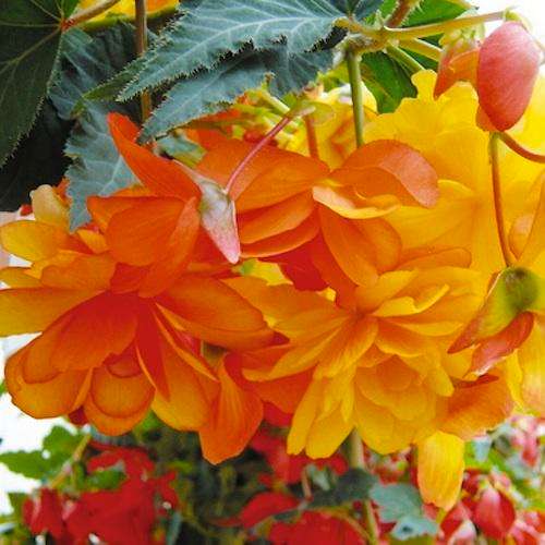 BEGONIA SEEDS ILLUMINATION APRICOT SHADES - 5 BEGONIA SEEDS