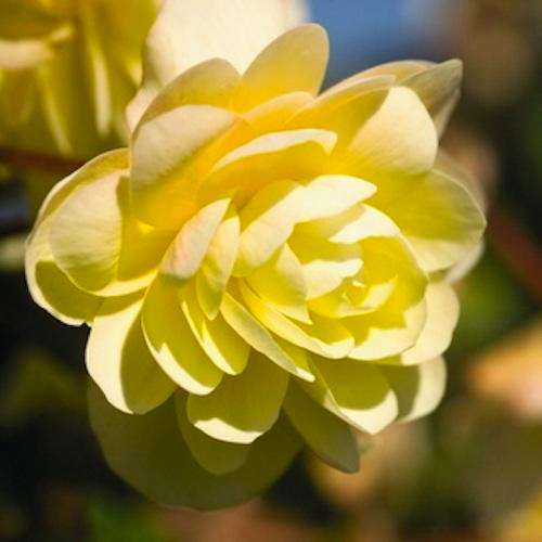 BEGONIA SEEDS ILLUMINATION PEACHES AND CREAM - 5 BEGONIA SEEDS