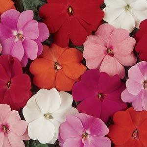 IMPATIENS SEEDS DIVINE MIXED IMPROVED - 50 IMPATIENS SEEDS