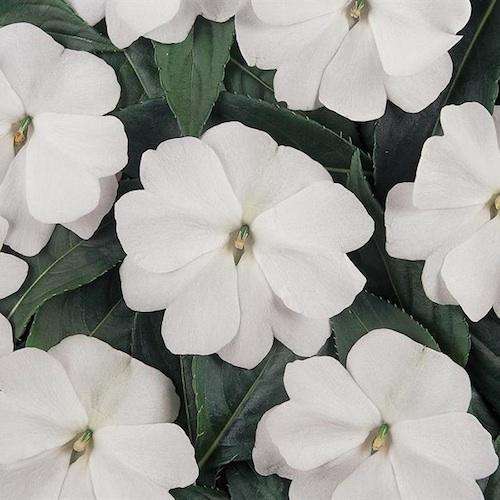 IMPATIENS SEEDS DIVINE WHITE - 50 IMPATIENS SEEDS