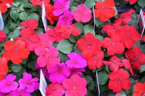 IMPATIENS SEEDS SUPER ELFIN HOT MIX - 10 IMPATIENS SEEDS