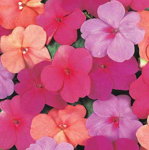 IMPATIENS SEEDS SUPER ELFIN PARADISE MIX - 10 IMPATIENS SEEDS
