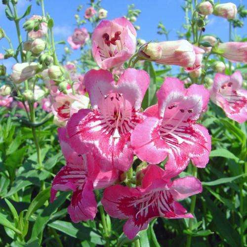PENSTEMON SEEDS TUBULAR BELLS ROSE - 15 PENSTEMON SEEDS