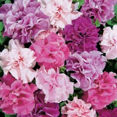 PETUNIA SEEDS DOUBLE CASCADE MIX - 10 PETUNIA SEEDS