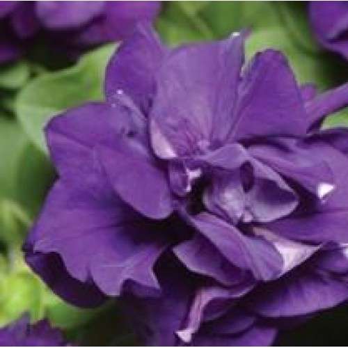 PETUNIA SEEDS DOUBLE DUO BLUE - 10 PETUNIA SEEDS