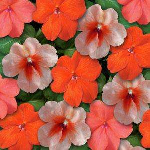 IMPATIENS SEEDS SUPER ELFIN SEDONA MIX - 10 IMPATIENS SEEDS