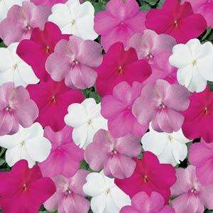 IMPATIENS SEEDS SUPER ELFIN SEASIDE MIX - 10 IMPATIENS SEEDS