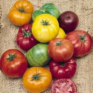 TOMATO SEEDS MULTI PACK - TOMATO SEEDS