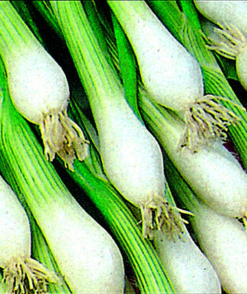 ONION SEEDS SOUTHPORT WHITE BUNCHING - 50 ONION SEEDS