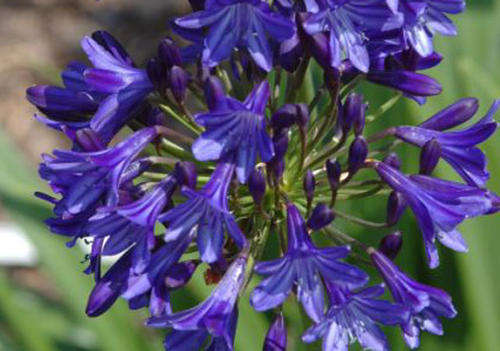 AGAPANTHUS SEEDS MIDNIGHT BLUE - 20 AGAPANTHUS SEEDS