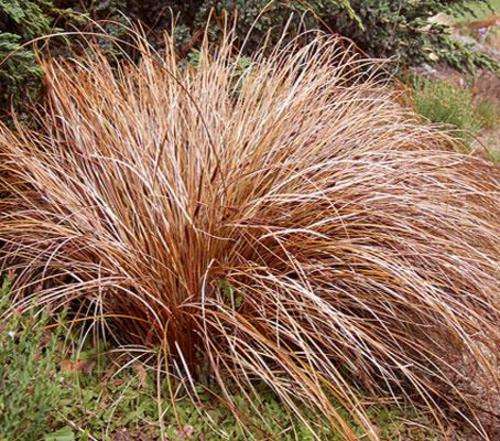 GRASS SEED CAREX BRONZE CURLS - 10 GRASS SEEDS