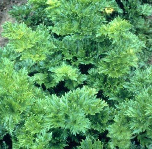 CELERY SEEDS ZWOLSCHE KRUL HEIRLOOM - 200 CELERY SEEDS