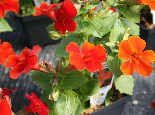 MIMULUS SEEDS MAGIC ORANGE  - 10 MIMULUS SEEDS