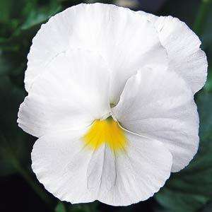 PANSY SEEDS WHITE - 10 PANSY SEEDS
