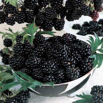 BLACKBERRY SEEDS DOMESTIC BLACKBERRY - 10 BLACKBERRY SEEDS