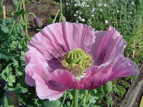 POPPIES  LAVENDER POPPY SEEDS - 100 SEEDS