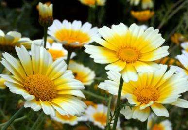 GARLAND DAISY SEEDS - 100 DAISY SEEDS
