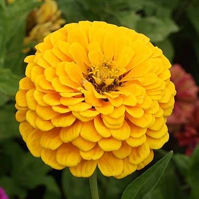 ZINNIA SEEDS YELLOW CANARY - 40 ZINNIA SEEDS