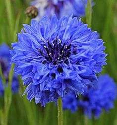 ASTER SEEDS COLOUR CARPET DARK BLUE - 100 ASTER SEEDS