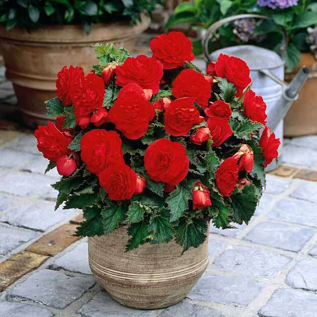 BEGONIA SEEDS NONSTOP RED - 10 BEGONIA SEEDS