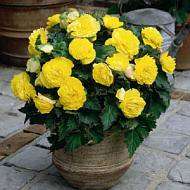 BEGONIA SEEDS NONSTOP YELLOW - 5 BEGONIA SEEDS