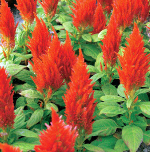 CELOSIA SEEDS CASTLE ORANGE - 50 SEEDS