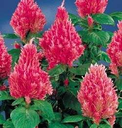 CELOSIA SEEDS CASTLE PINK - 50 SEEDS