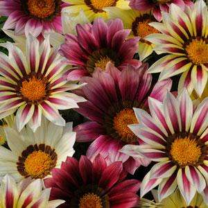 GAZANIA SEEDS STRAWBERRY SHORTCAKE - 10 GAZANIA SEEDS